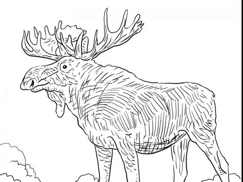 Cartoon Moose Coloring Pages at GetColorings.com | Free printable ...