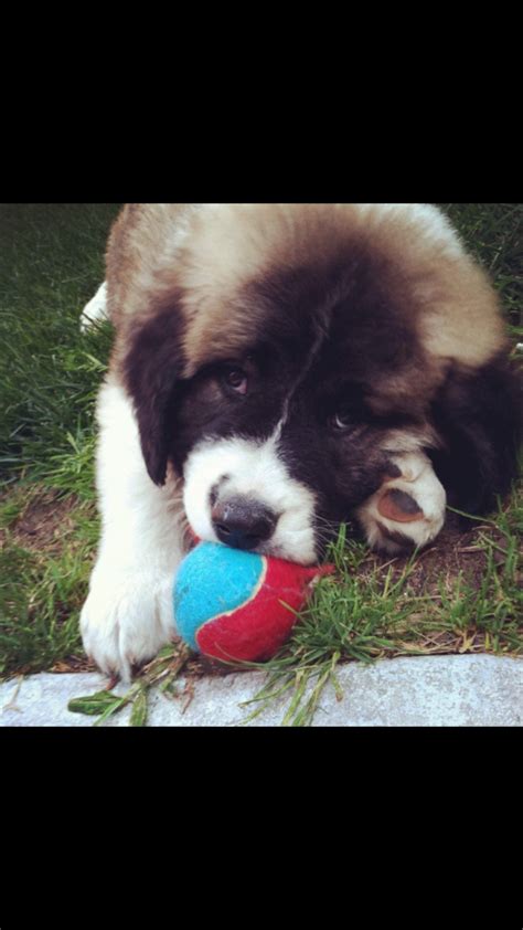 Puppy Bowl MVP : aww