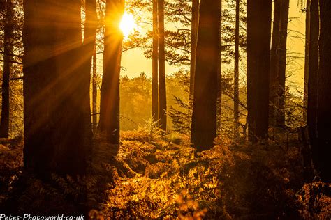 New Forest Autumn Colours – Petes-PhotoWorld.co.uk