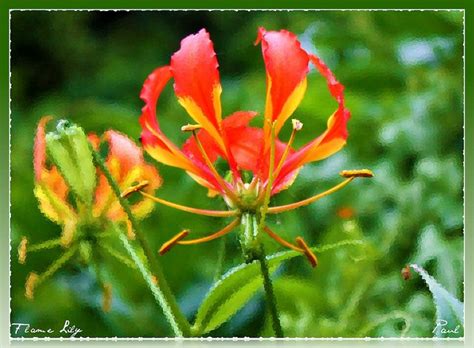 These are some of the best flowers from Tamil Nadu, India.. Own ...