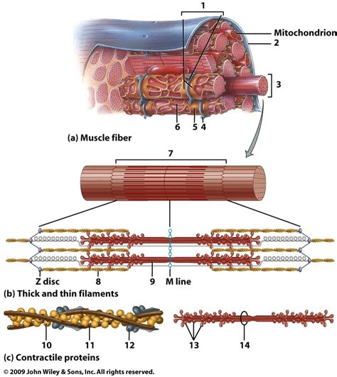 Thick and Thin Filaments Diagram | Quizlet