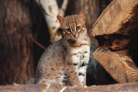 This is the Smallest Cat Breed in the World