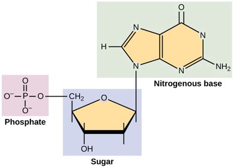 Structure of Nucleic Acids | Biology for Non-Majors I