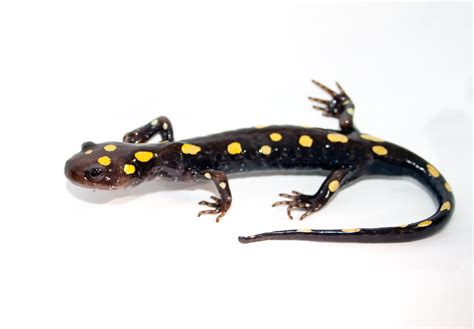 Zoo New England | Amphibian Rescue and Conservation Project