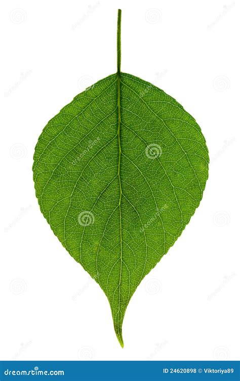 Single green leaf stock photo. Image of foliage, leaf - 24620898