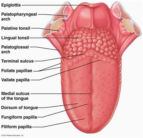 Anatomy of tongue | Basic anatomy and physiology, Dental anatomy, Human ...