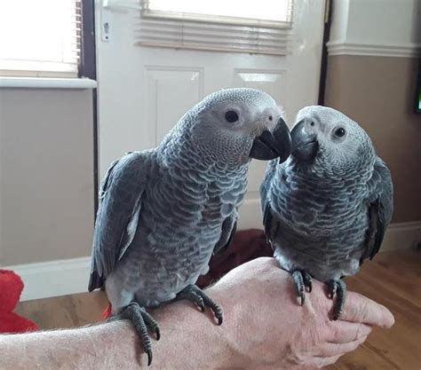 Young Congo African Grey For Sale – Terry's Parrot Farm