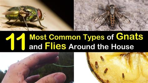 11 Most Common Types of Gnats and Flies Around the House