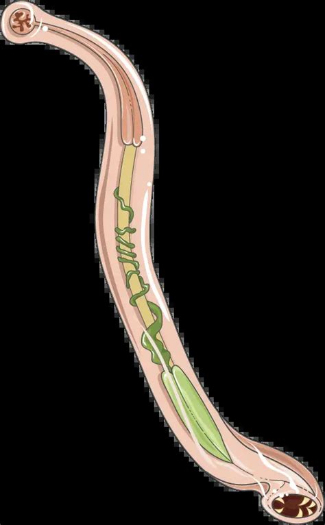 Ancylostoma duodenale - Structure, Life Cycle, Habitat, Characteristics - Biology Notes Online