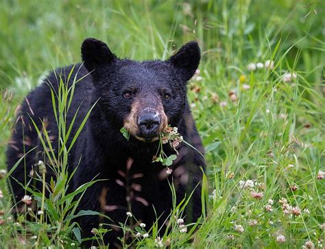 Black Bear Hunting Season in Louisiana Possible This Winter