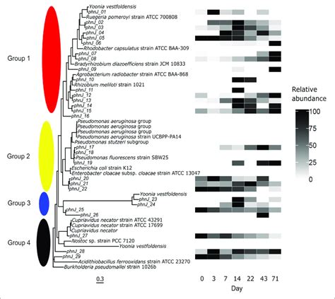 | Multiple sequence alignment of protein fasta sequences of the phnJ... | Download Scientific ...