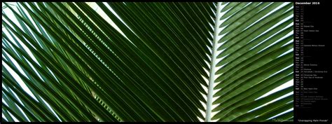 Palm Frond Wallpaper - WallpaperSafari