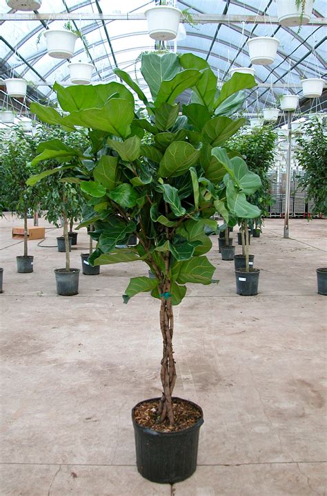 Miami Tropical Plants - Tropical Plant Company in Miami