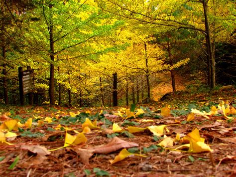 L'autunno e la sua dimensione psicologica. L'autunno che vive nella nostra Anima (Emanuele Casale)