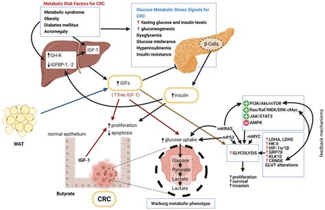 IJMS | Free Full-Text | Insulin-Like Growth Factor 1 (IGF-1) Signaling ...