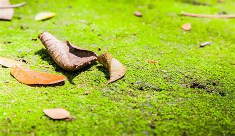 Got Small Holes in Lawn Overnight? Here's What Causes Them and What You ...