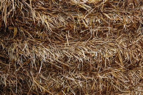 Straw texture background stock image. Image of thatch - 136762567