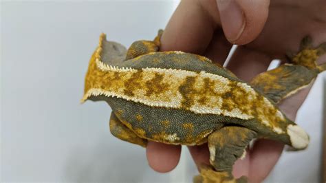 A Crested Gecko Breeding Guide | Pet Engineers