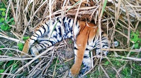 royal-bengal-tiger - Royal Bengal tiger found dead in Bihar - Telegraph ...