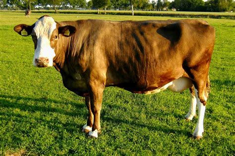 What Part Of The Cow Is Sirloin? (As Opposed to Tenderloin) – Fauna Facts