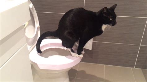 Can we put cat poop in the toilet? - The Vistek