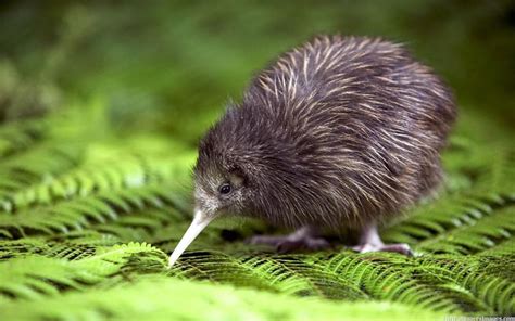 Waitomo Glowworm Caves, Zealong Tea & Kiwi Bird House Private Tour