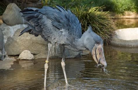 Shoebill Stork– Facts, Size, Sound, Habitat, Pictures