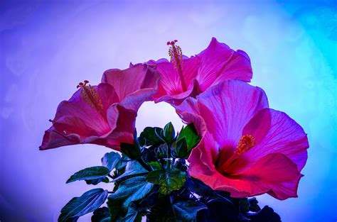 Hibiscus Wallpaper HD Download