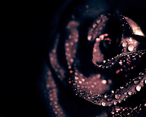 Wallpapers Black Rose - Wallpaper Cave