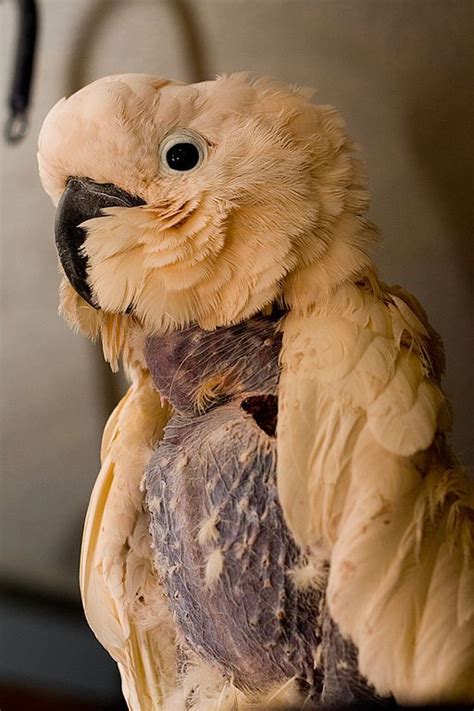 Feather Plucking: Why Does my Parrot Pluck its Feathers? | Parrot, Pet birds, Bird toys