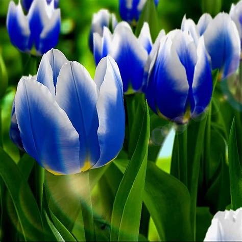 Top 76+ hinh anh hoa tulip xanh cute nhất - Sai Gon English Center