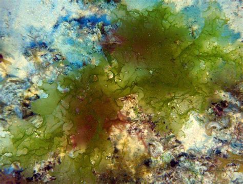 Four new algae species discovered in Hawaii's deep waters