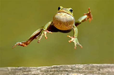 Which Animals Jump The Highest? - NatureNibble