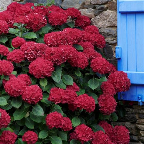 national PLANT NETWORK 2.5 Qt. Red Beauty Hydrangea Shrub with Red ...