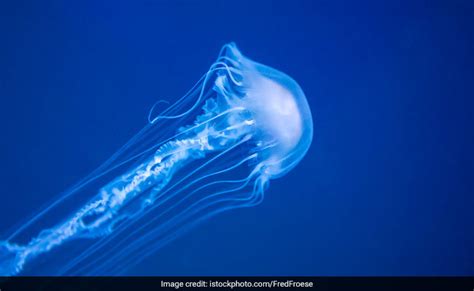 Australian Teen Dies After Box Jellyfish Sting