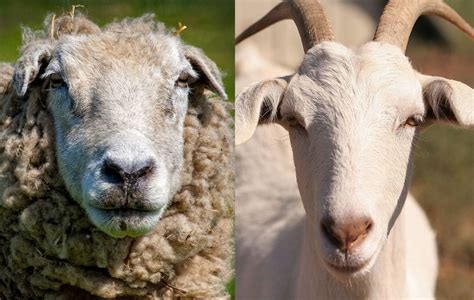 It's Personal: The Parable of the Sheep and the Goats | Appointed Time ...