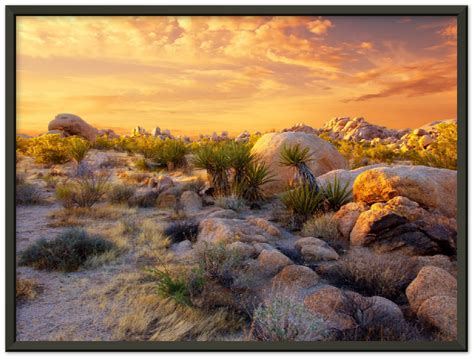 Joshua Tree Sunset - Print | MetalPlex