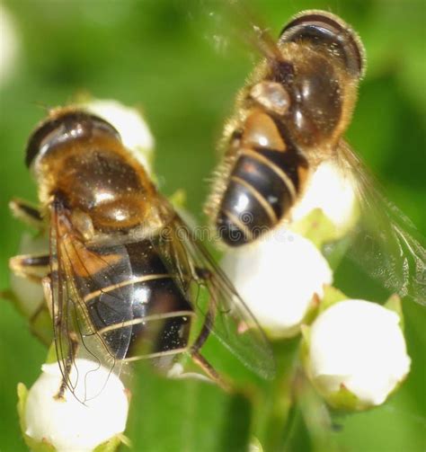 Hoverflies stock photo. Image of invertebrate, flies, pollenisation ...