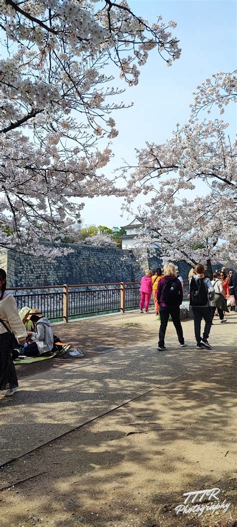 Osaka Castle Park and Cherry Blossoms: A Match Made in Heaven