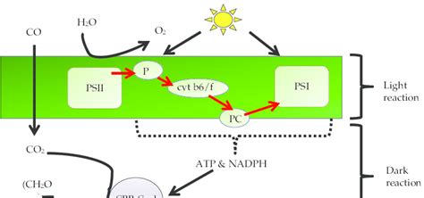 2 Schematic diagram, simply summarizing oxygenic photosynthesis... | Download Scientific Diagram