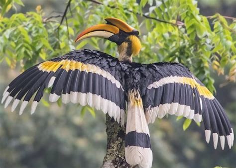 Lambang Pancasila, Burung Garuda Memiliki Karakteristik dan Makna ...