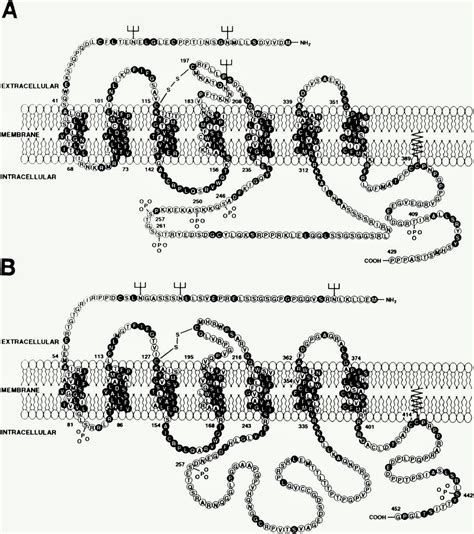 Cholecystokinin & Homeostasis: Cholecystokinin's Role in Homeostasis