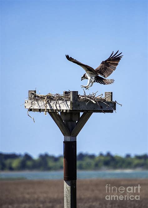 Osprey Landing Photograph by John Greim