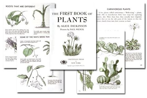 The First Book of Plants {Free eBook} – DIY Homeschooler