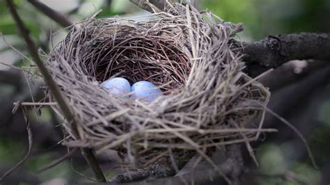 Nests - Smithsonian Gardens