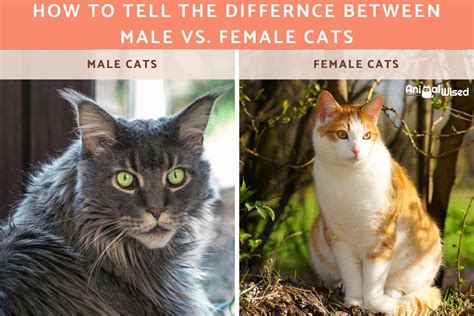 Male Vs Female Cats Is There A Difference In Personality Excited Cats | SexiezPix Web Porn