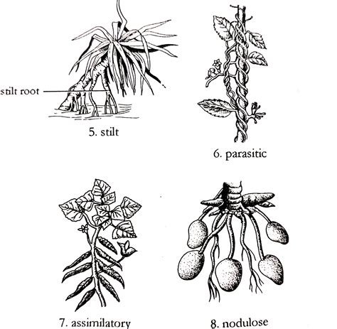 Yellow Root Plants