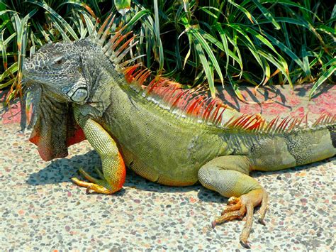 Animals Best Pictures Gallery: Green Iguana Best Pictures Gallery