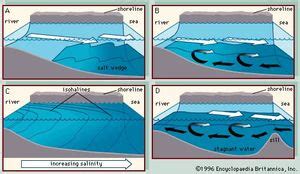 Estuary | coastal feature | Britannica.com