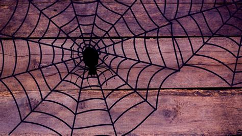Spider and web wallpaper 1920x1080 - xolercut
